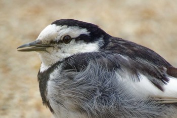 White Wagtail 京都府 Mon, 2/26/2024