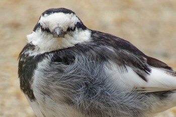 White Wagtail 京都府 Mon, 2/26/2024