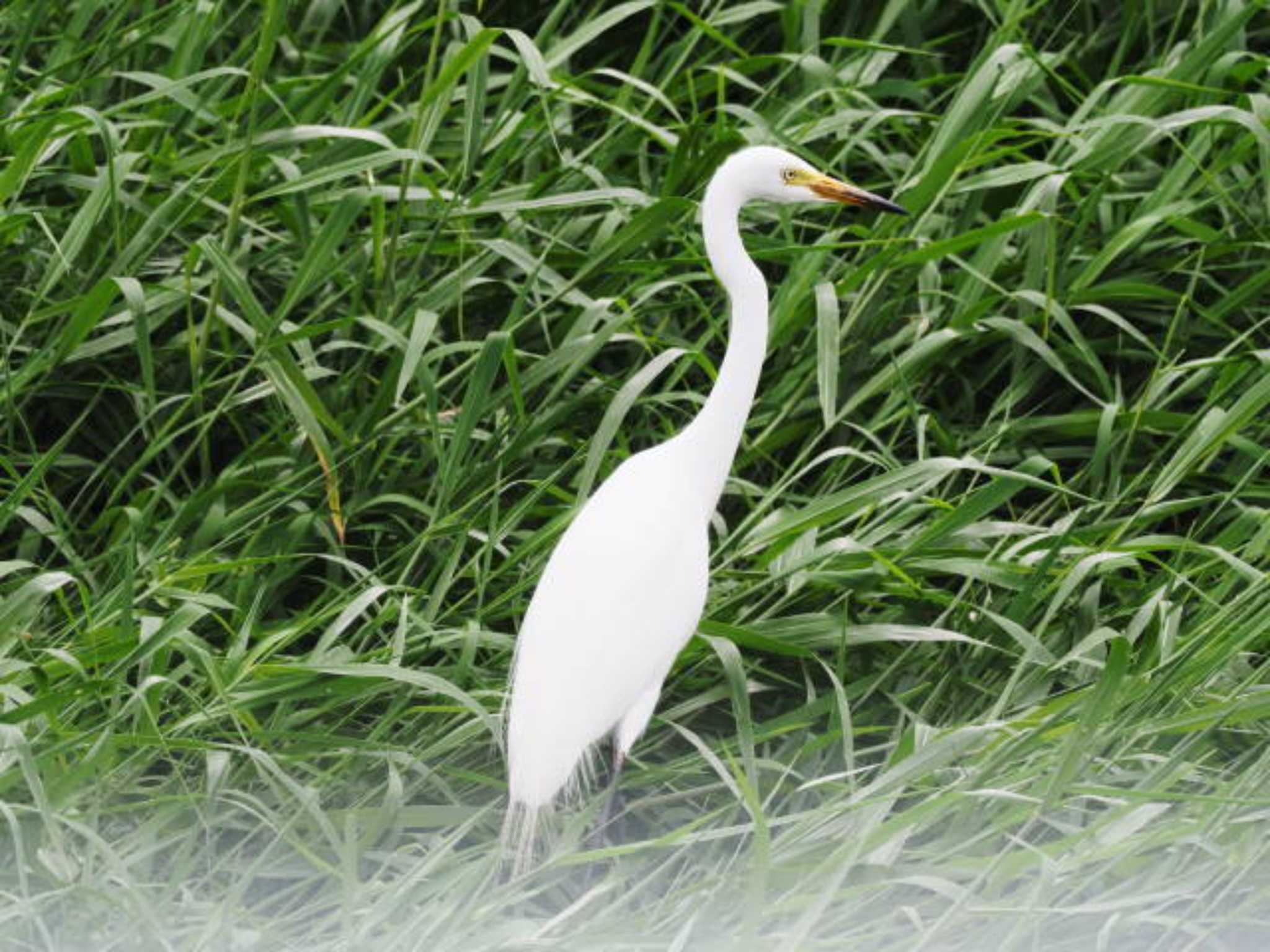 Medium Egret