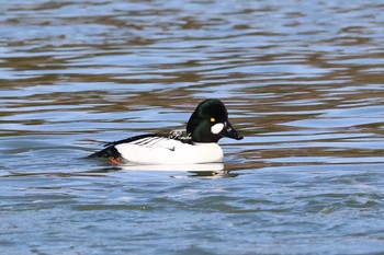 Common Goldeneye 埼玉　荒川河川敷 Sat, 2/24/2024