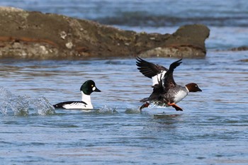 ホオジロガモ 埼玉　荒川河川敷 2024年2月24日(土)