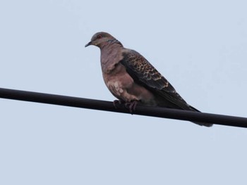 Oriental Turtle Dove(stimpsoni) 与根の三角池 Mon, 5/22/2023