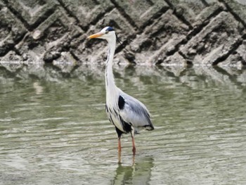 Grey Heron 与根の三角池 Mon, 5/22/2023