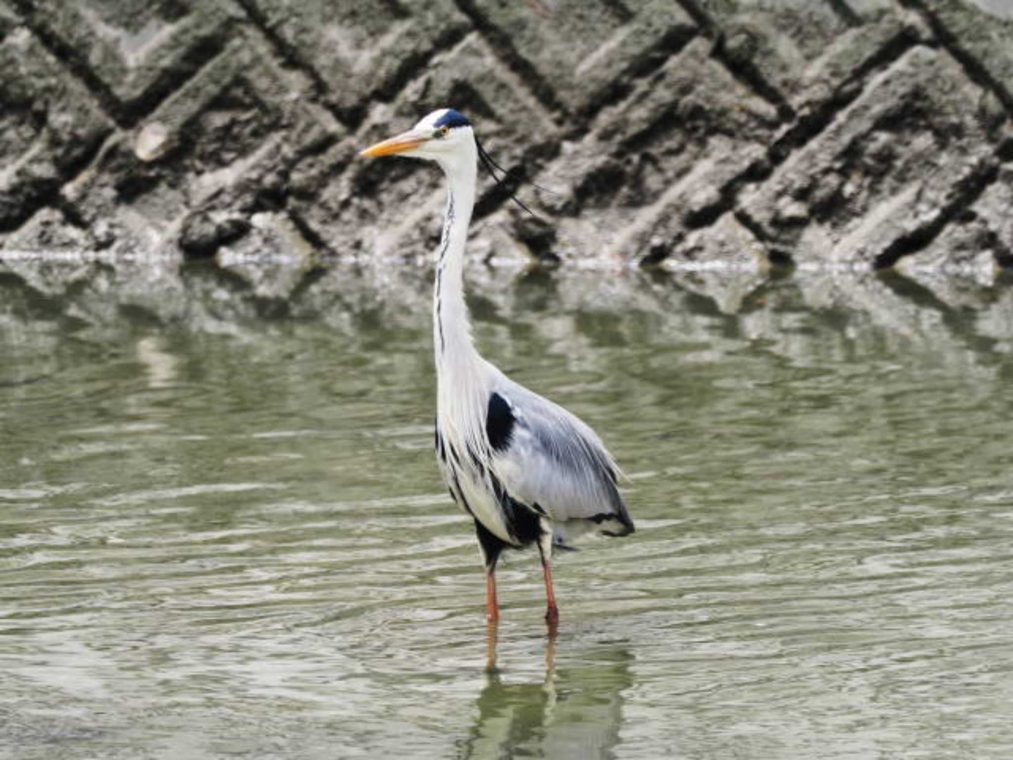 Grey Heron