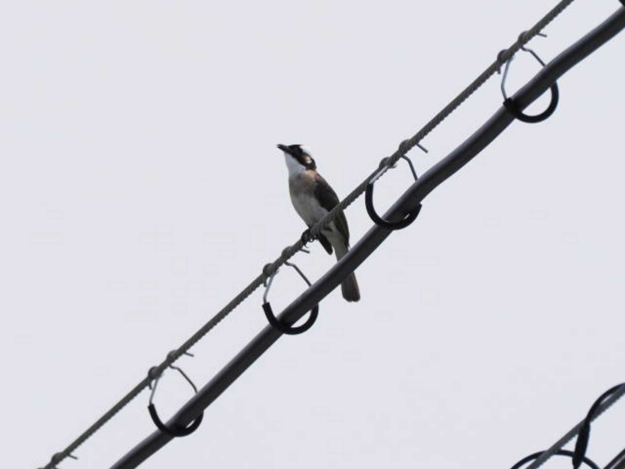 Light-vented Bulbul