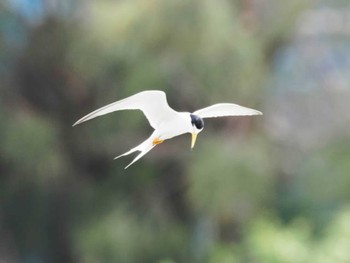 Little Tern 与根の三角池 Mon, 5/22/2023