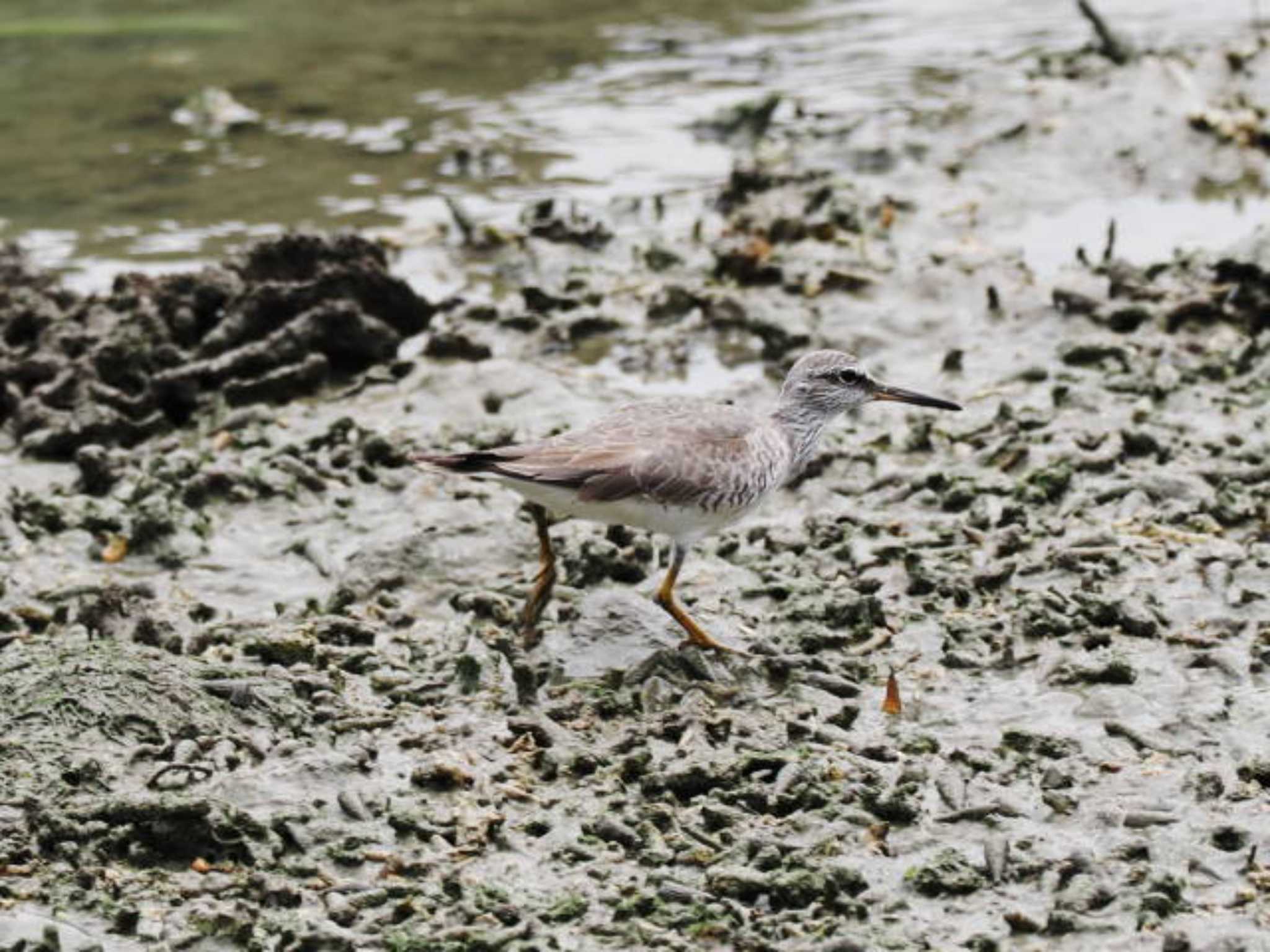 Grey-tailed Tattler