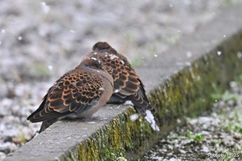 Oriental Turtle Dove 近所の畑 Sun, 2/25/2024