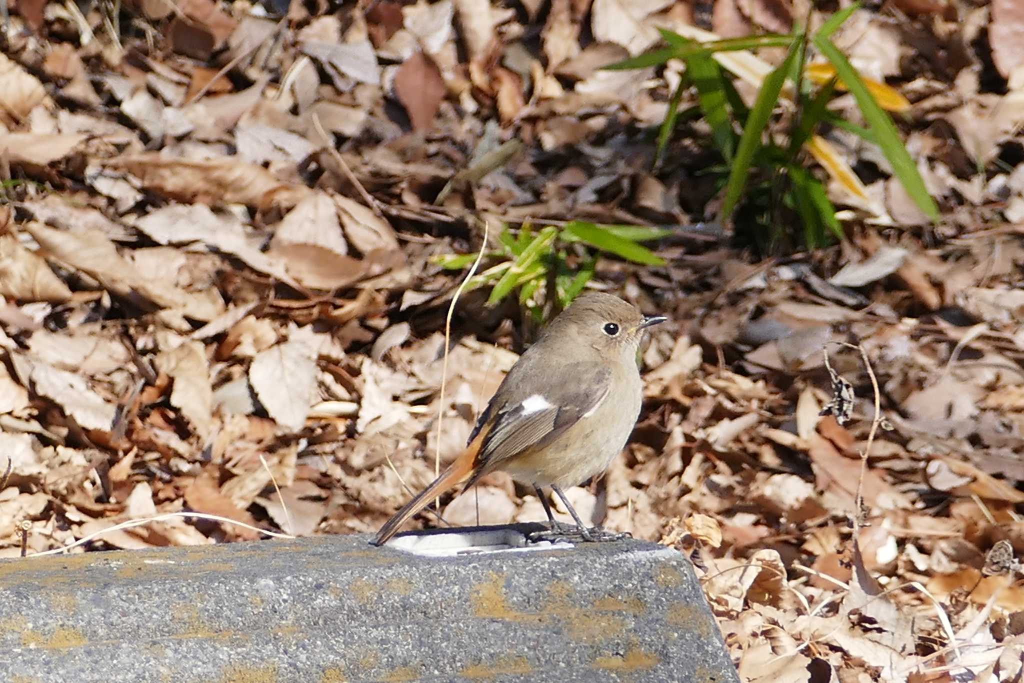 Photo of Daurian Redstart at 東京都 by アカウント5509