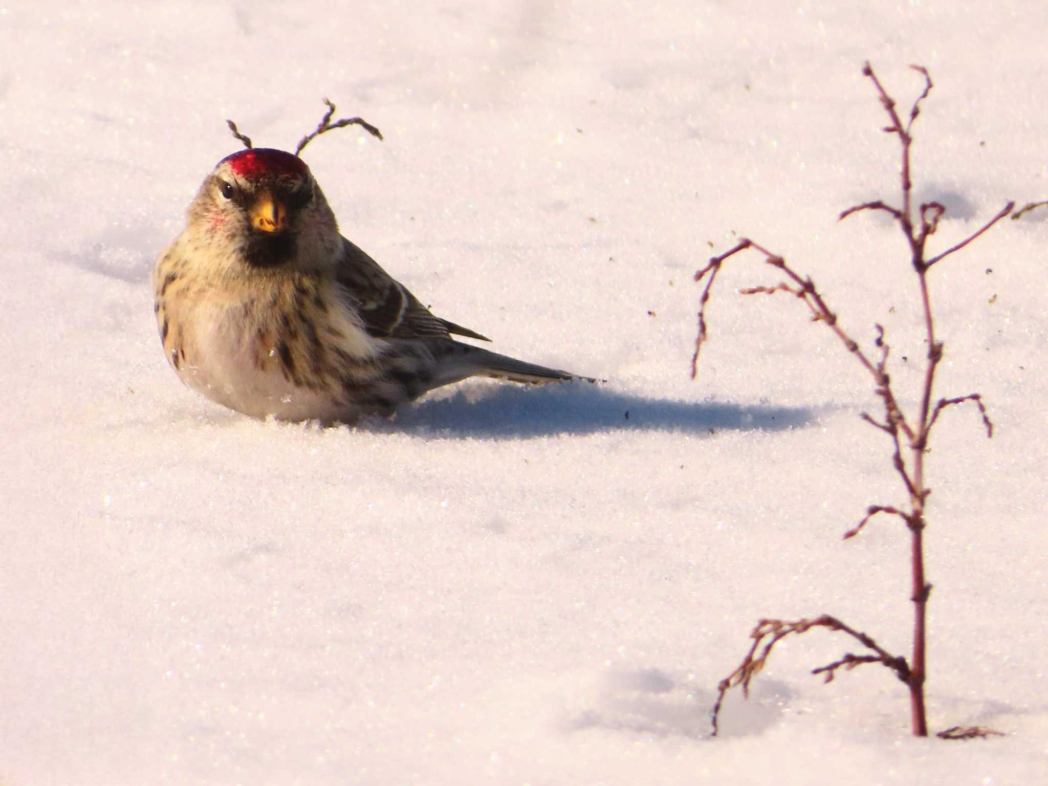 Common Redpoll