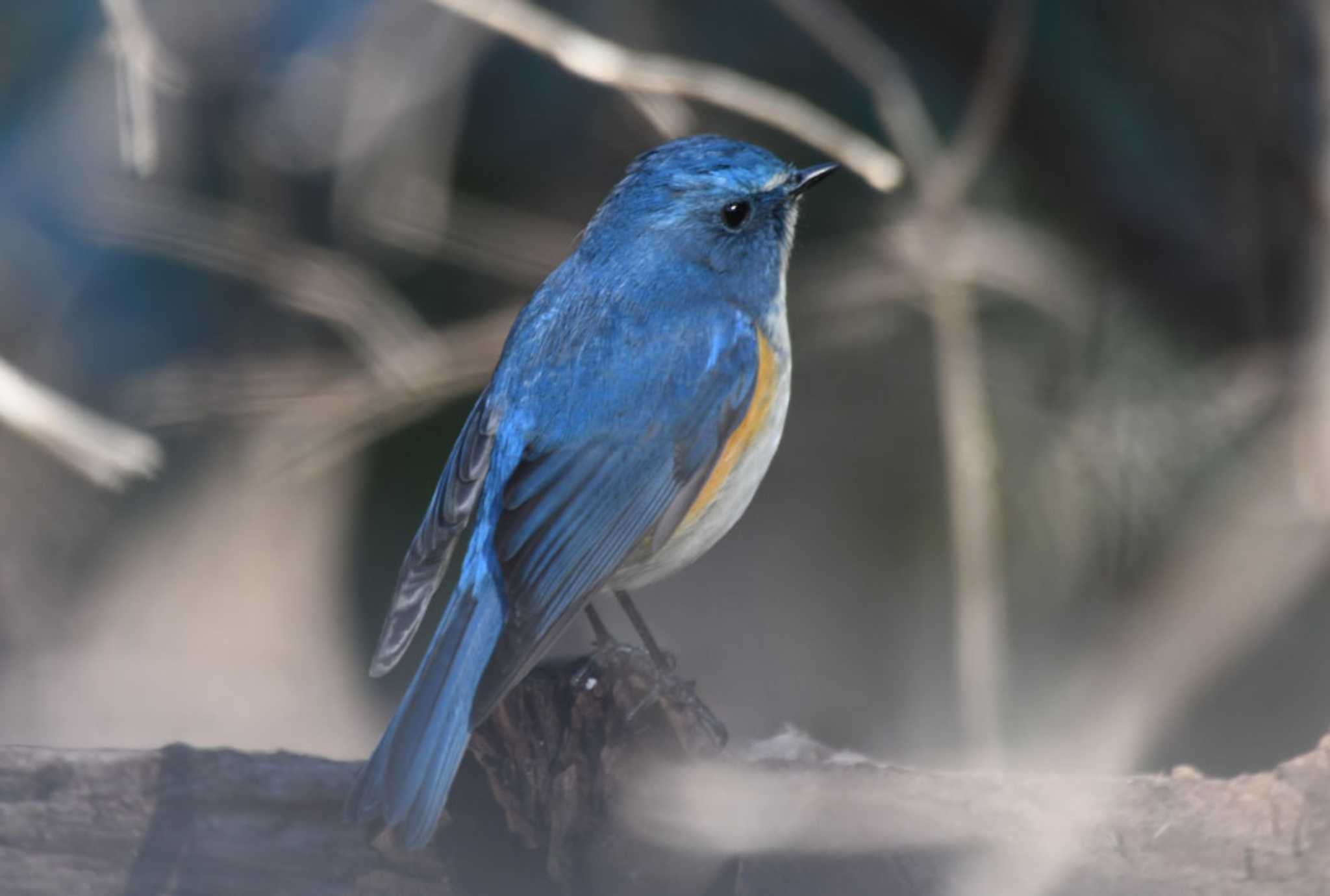 Photo of Red-flanked Bluetail at 片倉城跡公園 by TOM57