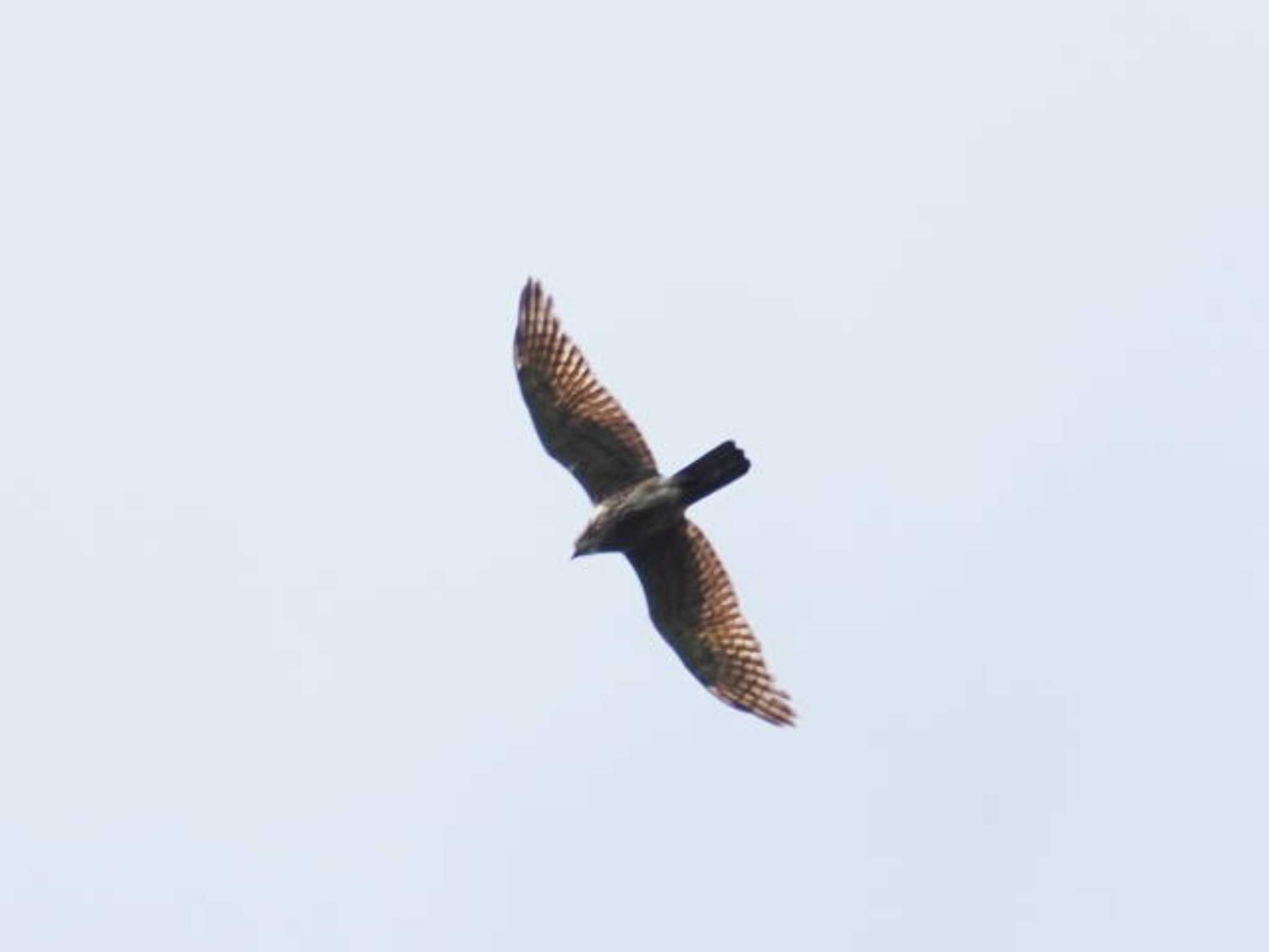 Grey-faced Buzzard