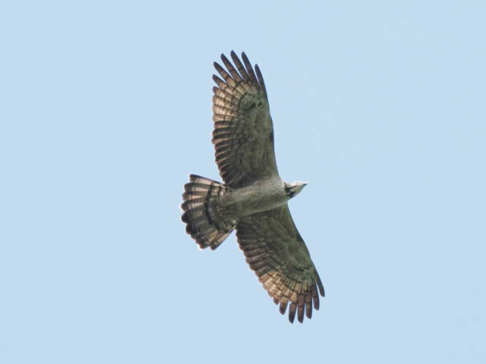 Crested Honey Buzzard