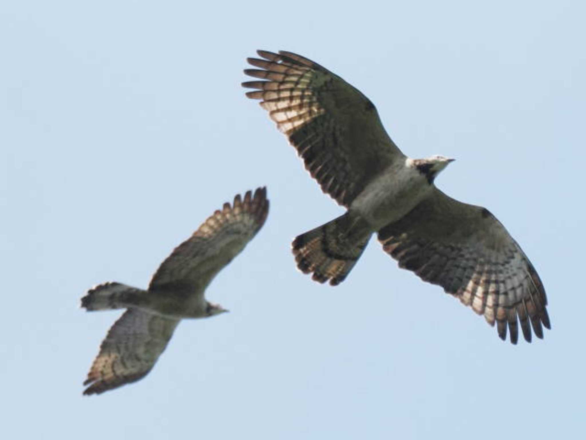 Crested Honey Buzzard