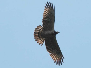 Crested Honey Buzzard 油山片江展望台 Sun, 5/14/2023