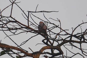 Shikra Phu Khiao Wildlife Sanctuary Tue, 2/11/2020