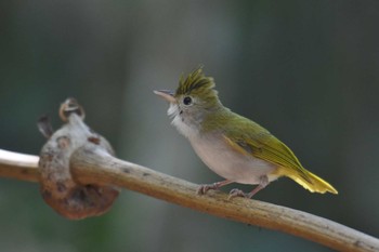 アオチメドリ プーキィアオ野生動物保護区 2020年2月11日(火)