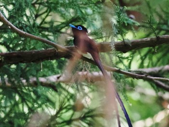 サンコウチョウ 油山片江展望台 2023年5月2日(火)