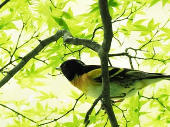 Thu, 4/27/2023 Birding report at 福岡市植物園