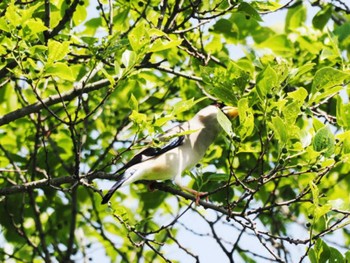 2023年4月26日(水) 福岡市植物園の野鳥観察記録