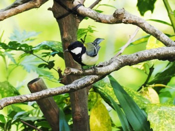 シジュウカラ 福岡市植物園 2023年4月26日(水)