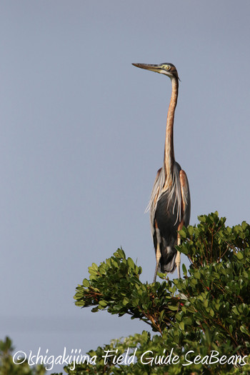 Purple Heron Ishigaki Island Fri, 11/30/2018