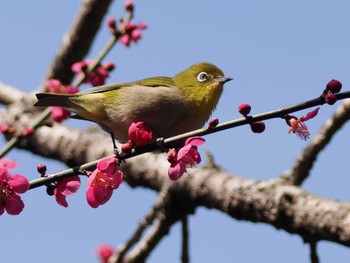 メジロ 昭和記念公園 2024年2月24日(土)