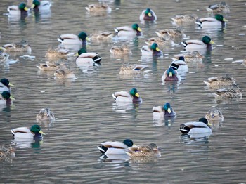 Mallard 夏目の堰 (八丁堰) Sat, 2/3/2024