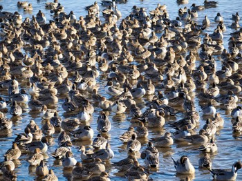 Northern Pintail 夏目の堰 (八丁堰) Sat, 2/3/2024