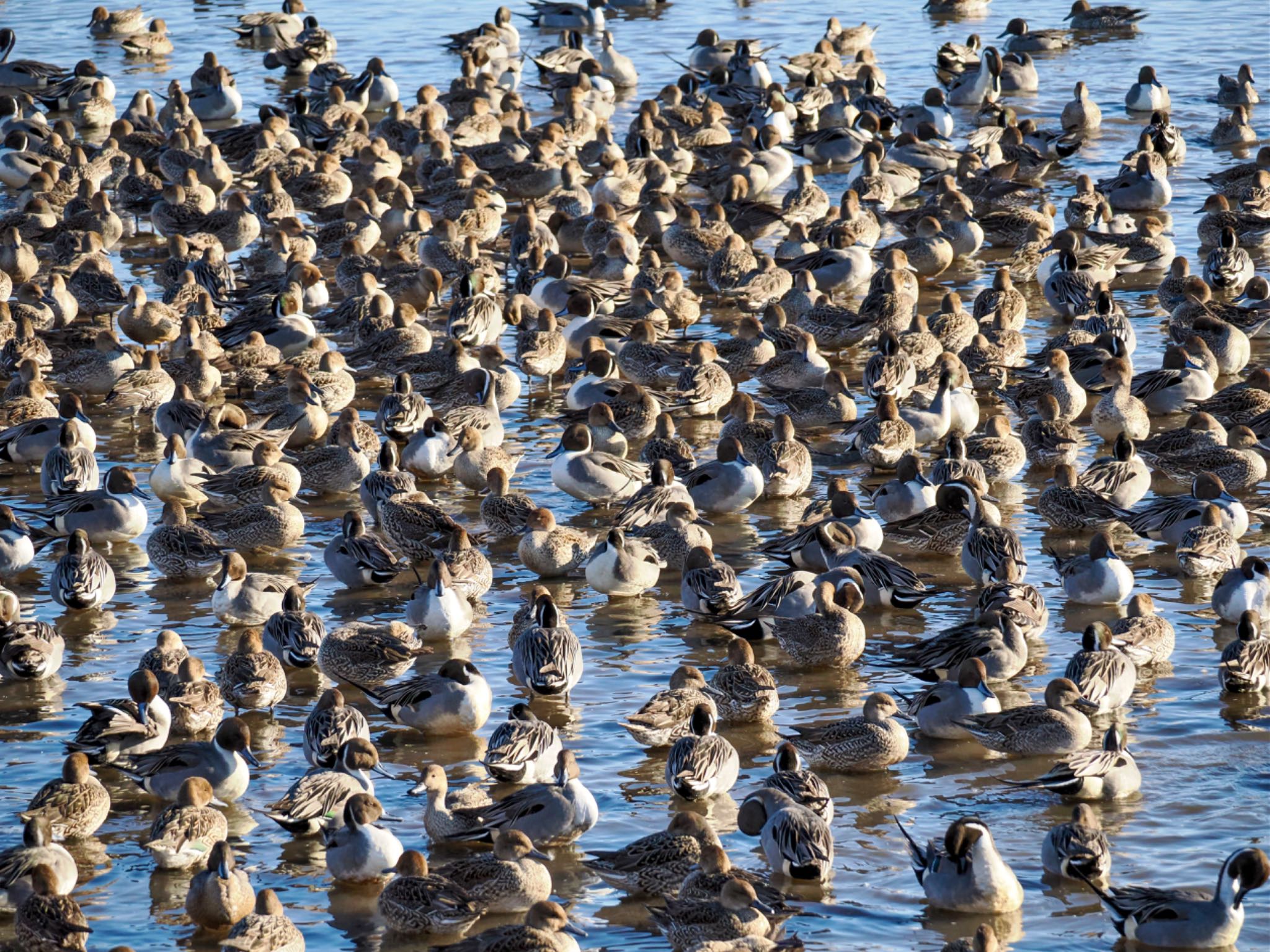 Northern Pintail