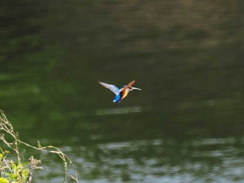 カワセミ 久末ダム(福岡県) 2023年4月23日(日)