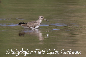 Green Sandpiper Ishigaki Island Fri, 11/30/2018