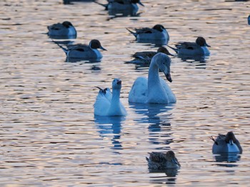 Snow Goose 夏目の堰 (八丁堰) Sat, 2/3/2024