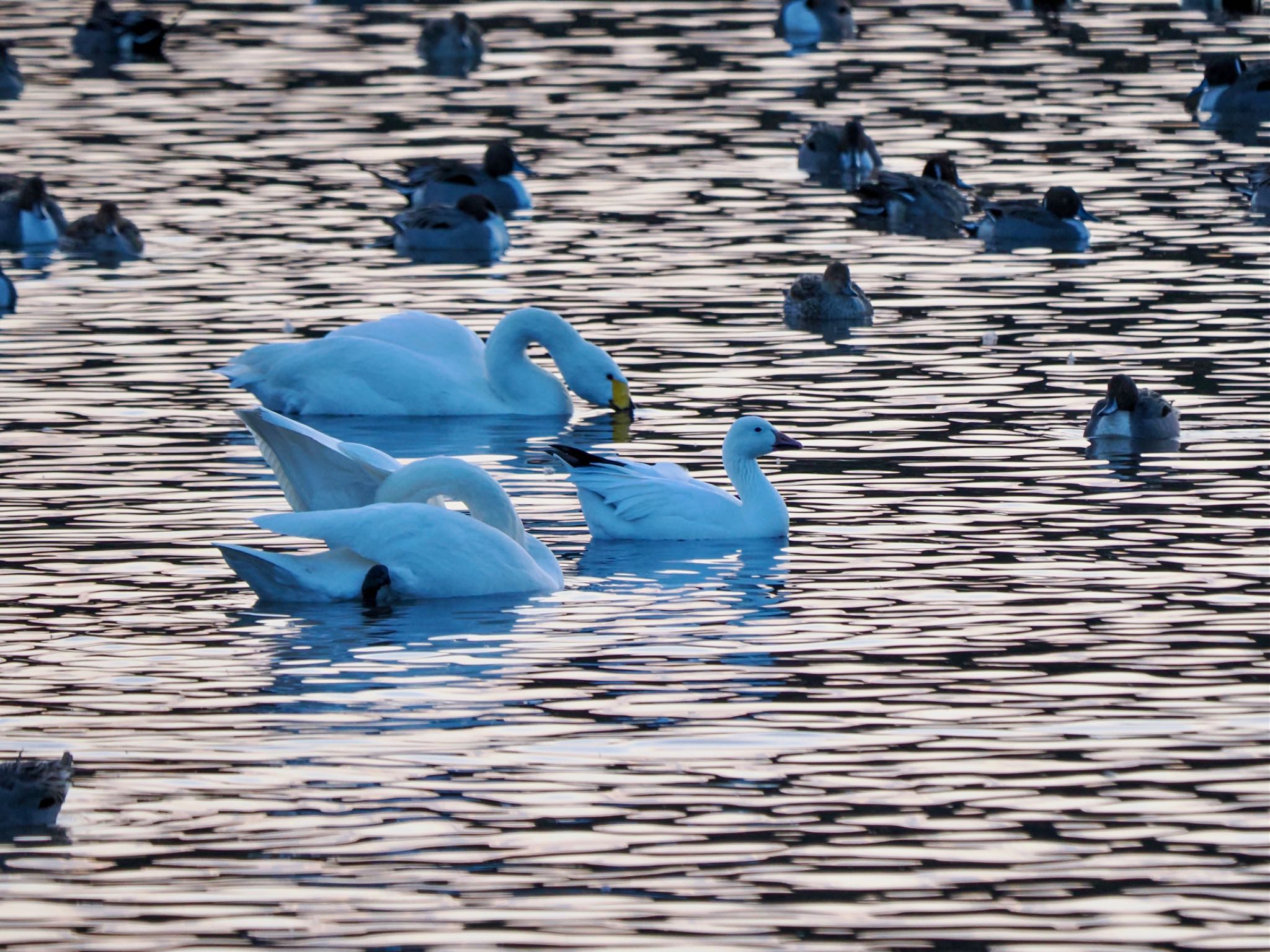 Snow Goose