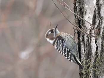 Japanese Pygmy Woodpecker 泉ヶ岳 Mon, 2/26/2024