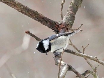 Coal Tit 泉ヶ岳 Mon, 2/26/2024