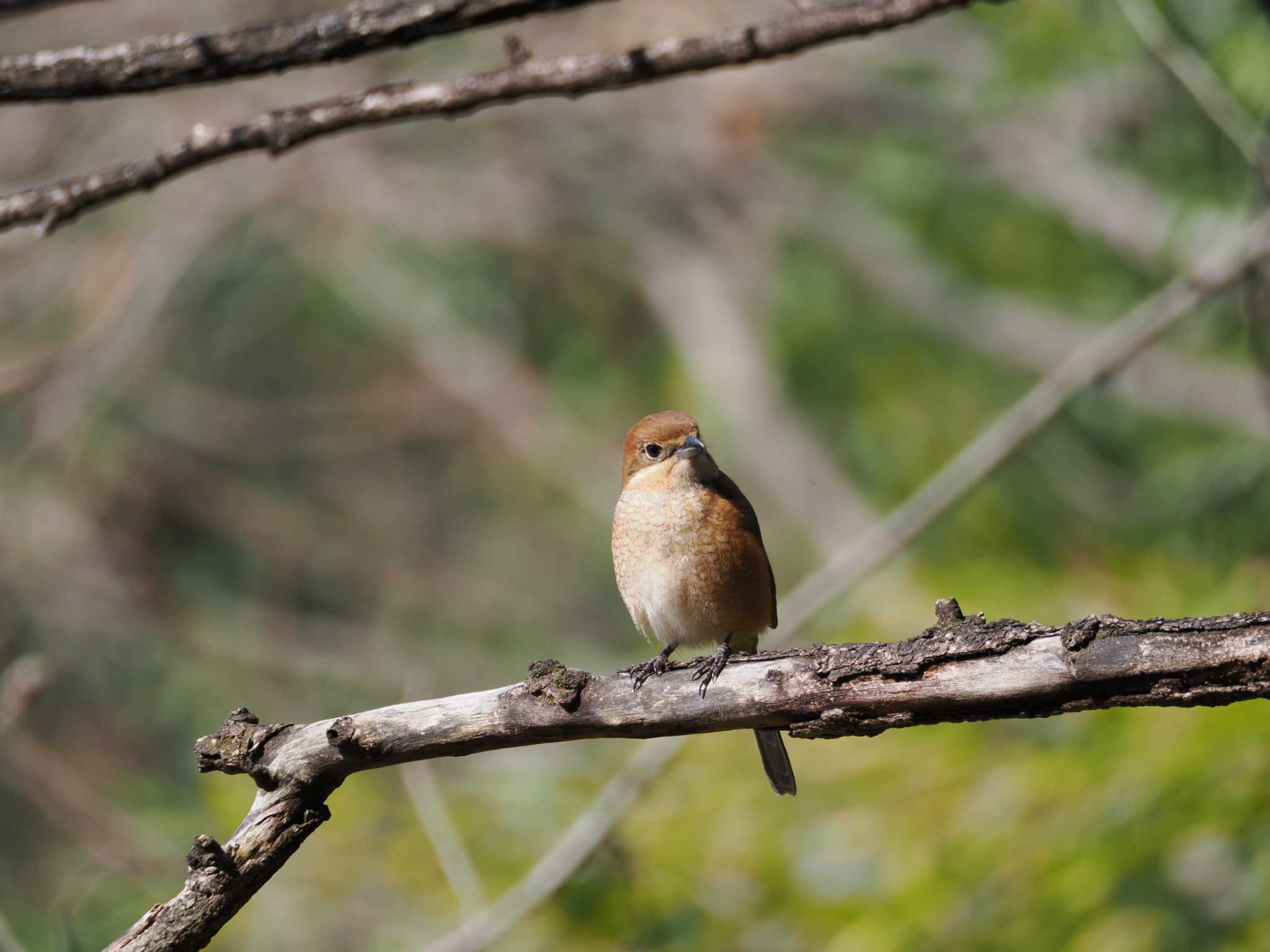 Bull-headed Shrike