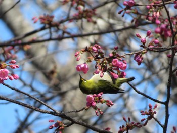 Warbling White-eye Unknown Spots Mon, 2/26/2024