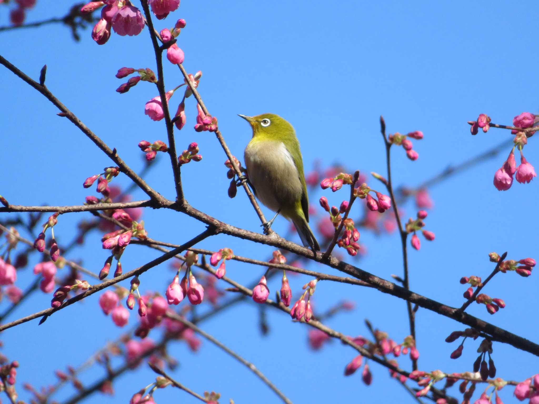 Photo of Warbling White-eye at  by KAT