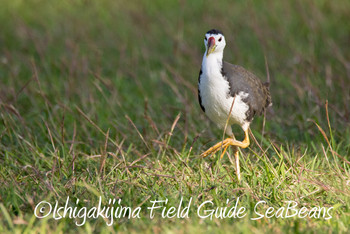 White-breasted Waterhen Ishigaki Island Fri, 11/30/2018