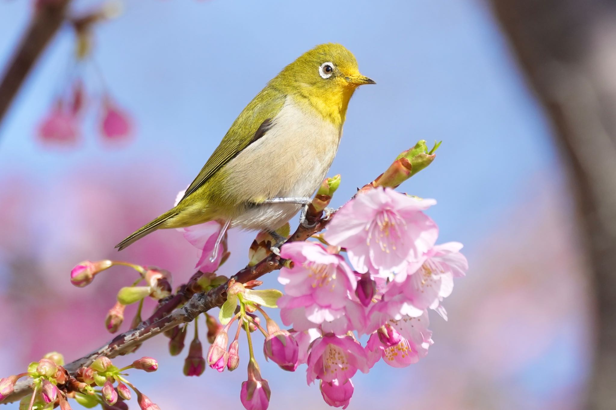 Photo of Warbling White-eye at 旧中川水辺公園 by あらどん