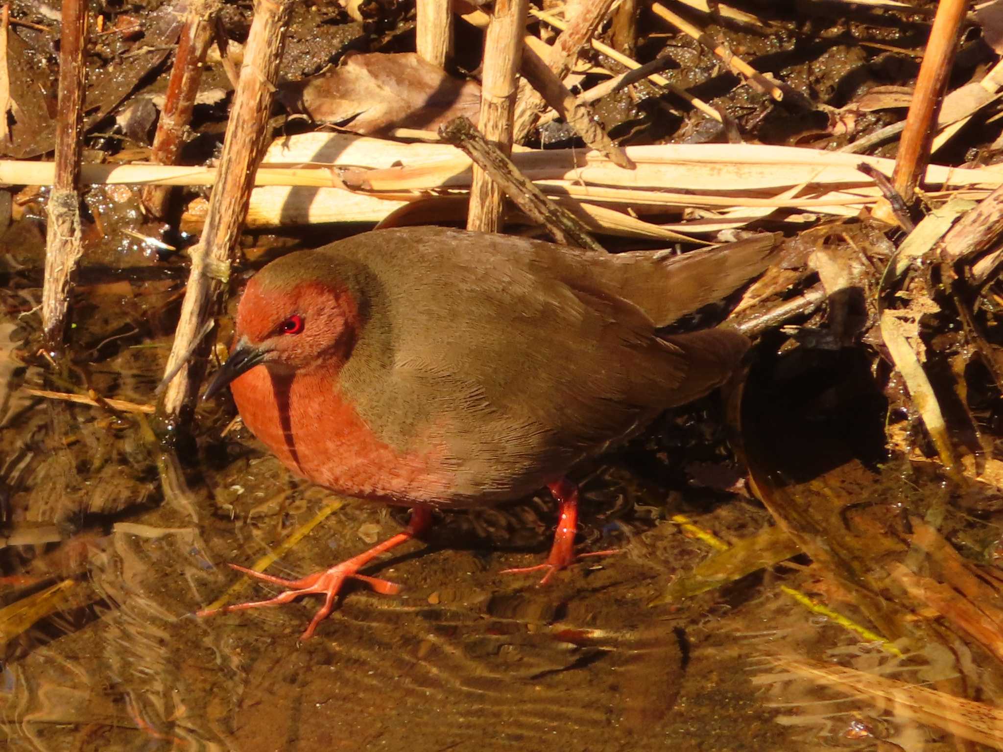 Ruddy-breasted Crake