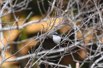 Long-tailed Tit 高崎自然の森 Fri, 12/29/2023