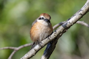 Bull-headed Shrike Maioka Park Sat, 2/24/2024