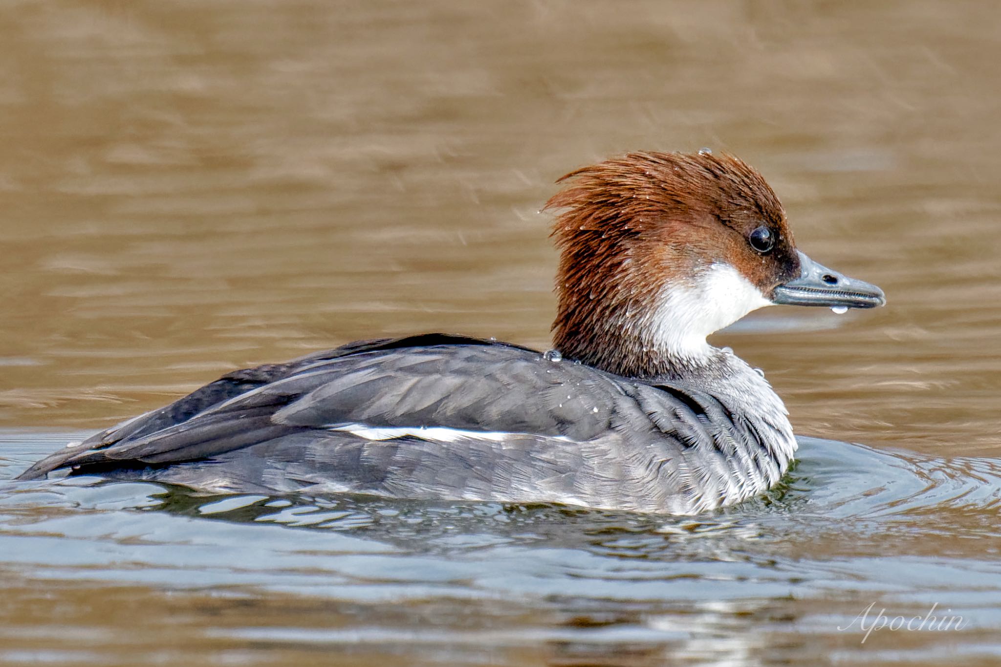 Photo of Smew at Shin-yokohama Park by アポちん