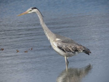 Grey Heron 安倍川河口 Mon, 2/26/2024