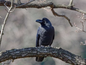 Large-billed Crow 横浜市立金沢自然公園 Mon, 2/26/2024