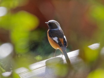 Daurian Redstart 横浜市立金沢自然公園 Mon, 2/26/2024