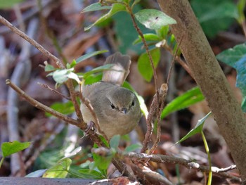 Japanese Bush Warbler 横浜市立金沢自然公園 Mon, 2/26/2024