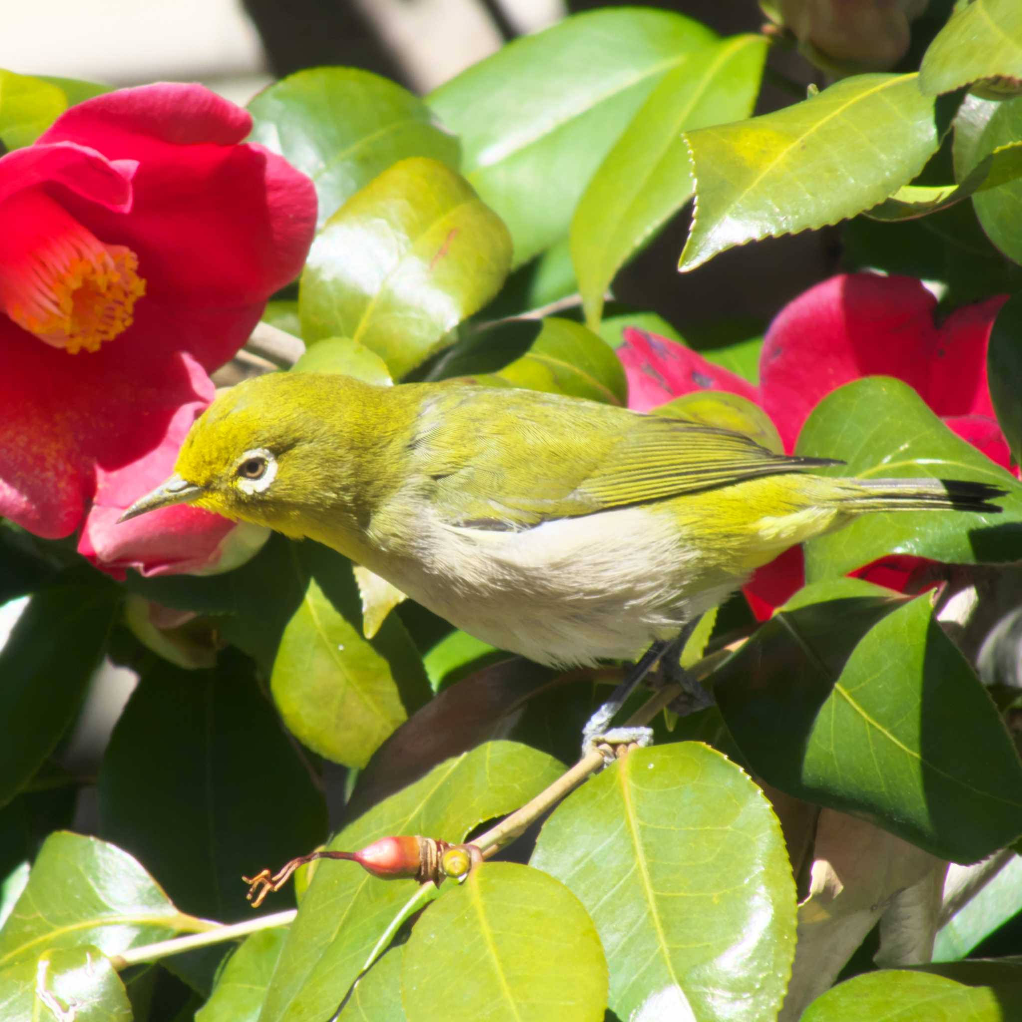 Photo of Warbling White-eye at 三鷹市 by たむやま